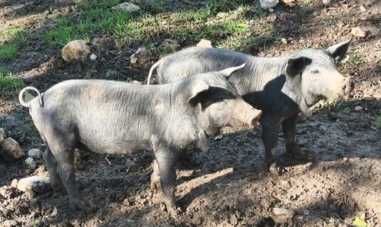 el gobierno investiga si el brote de peste porcina se ha generado en un laboratorio