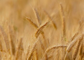 Las organizaciones agrarias mantienen su protesta el día 27 al no aprobar CyL medidas de apoyo al cereal
