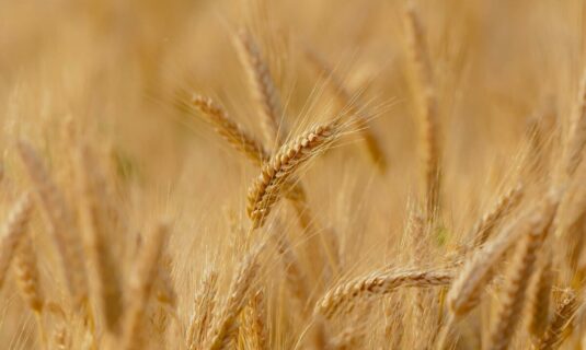 las organizaciones agrarias mantienen su protesta el dia 27 al no aprobar cyl medidas de apoyo al cereal