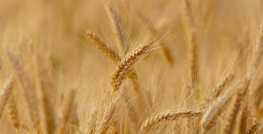 las organizaciones agrarias mantienen su protesta el dia 27 al no aprobar cyl medidas de apoyo al cereal